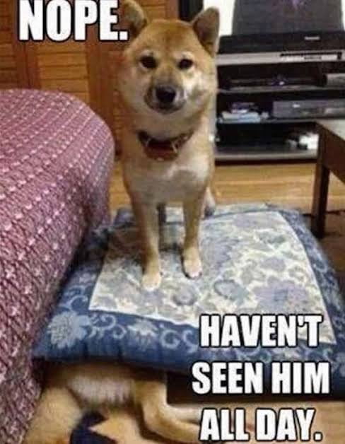 45+ Hilarious Dog Jokes We Could Find 3