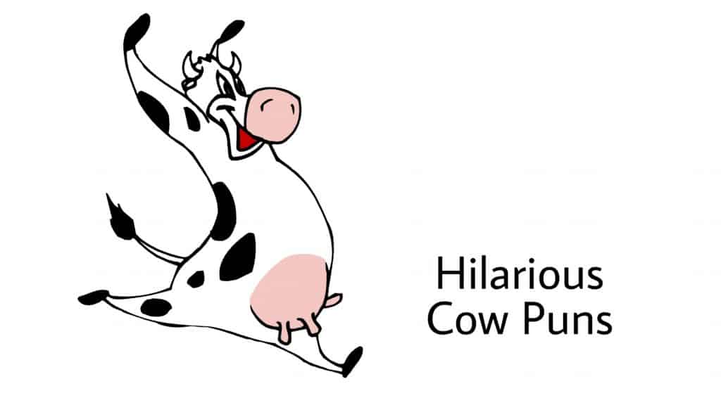 80 Fantastically Funny Cow Puns To Put You In A Happy Moo D Laughitloud 5957