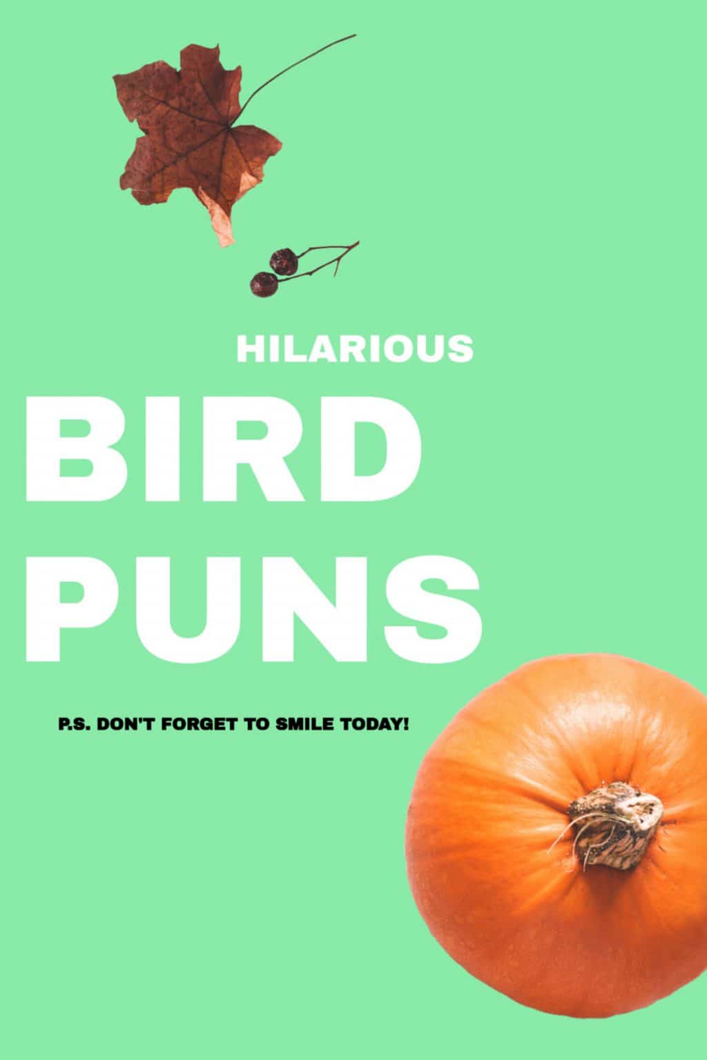 60+ Birds Puns That Will Ruffle Your Feathers. | Laughitloud